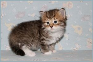 Male Siberian Kitten from Deedlebug Siberians